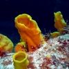 Cozumel diving and underwater life