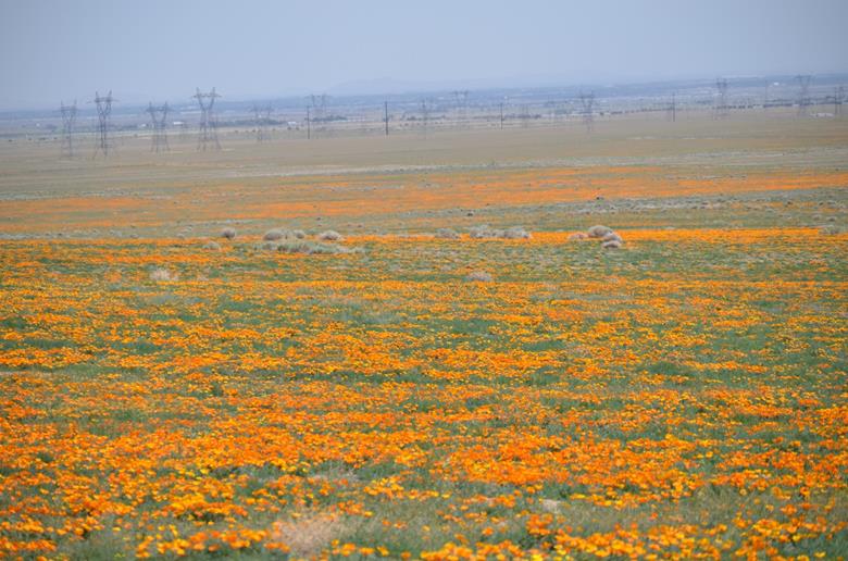 Antelope Valley – место обитания калифорнийских маков