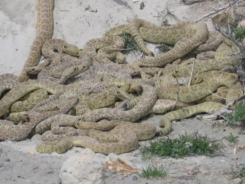 Гремучие змеи в Калифорнии