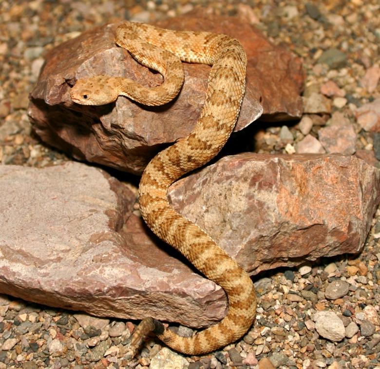 Гремучие змеи в Калифорнии